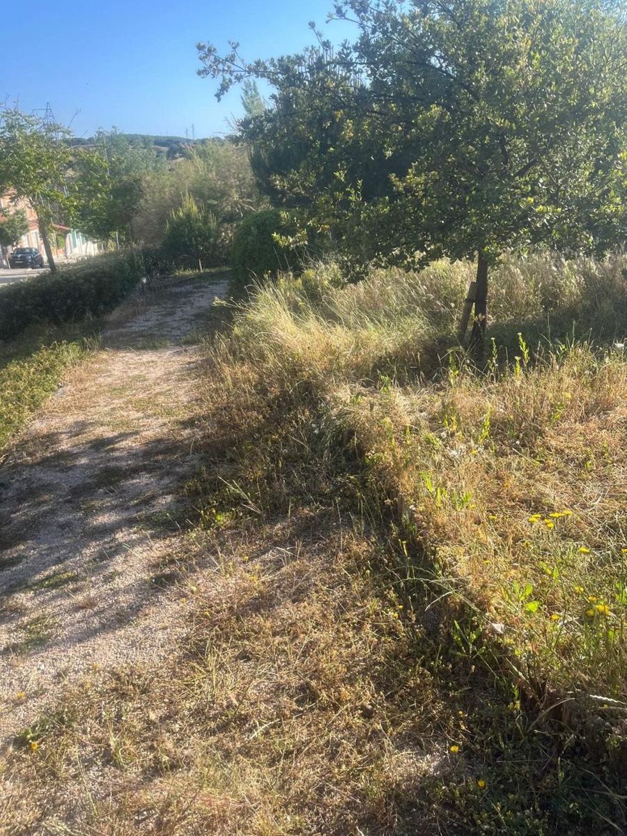 Antes: Limpieza de camino