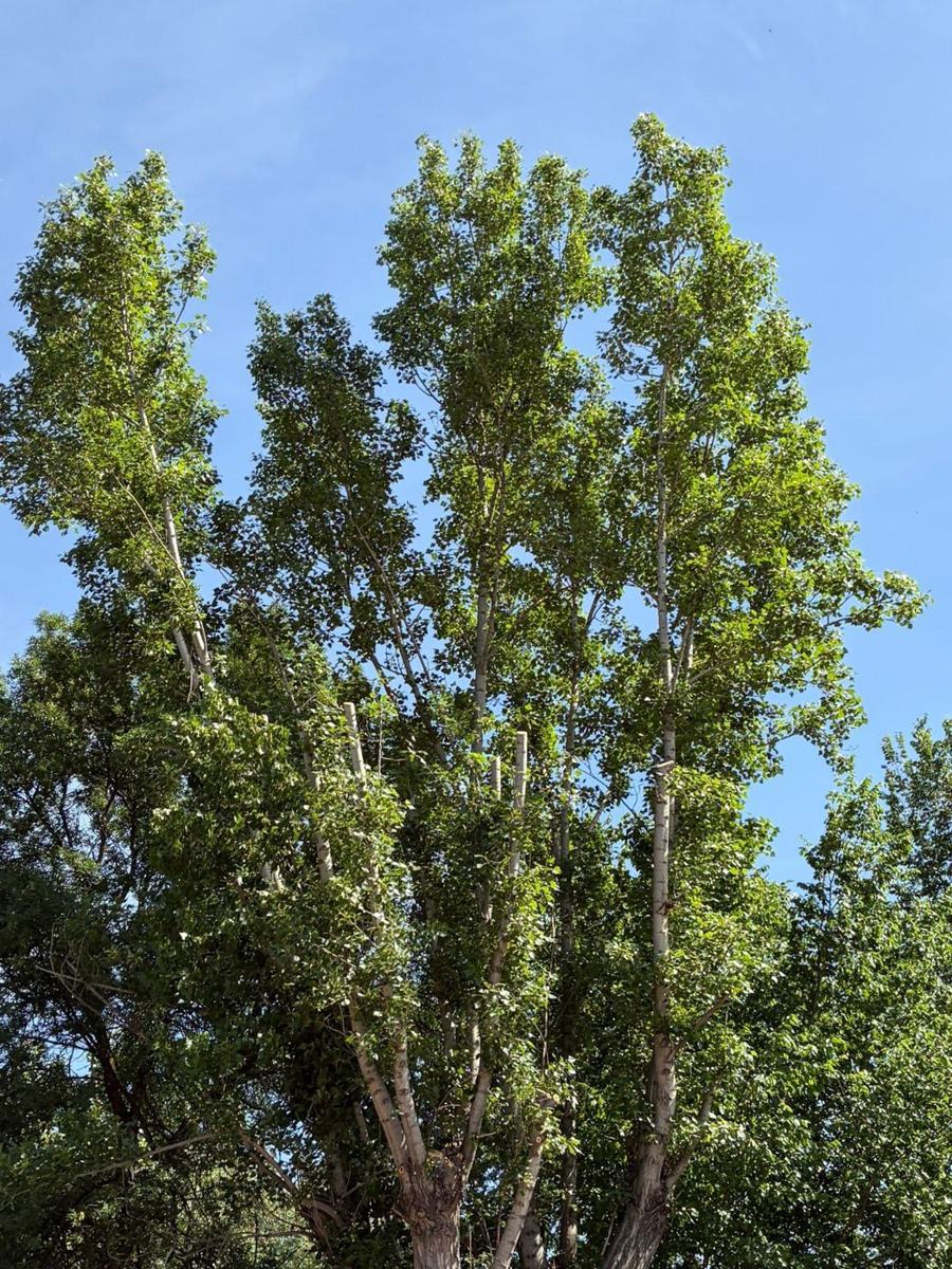Antes: Poda de árboles