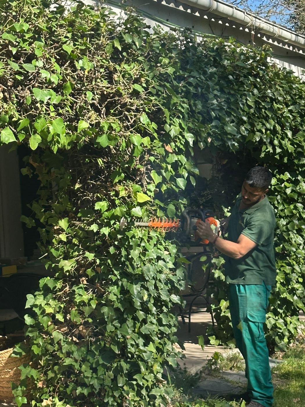 Trabajos de poda y perfilado profesional por Ecoespacios en el noroeste de Madrid